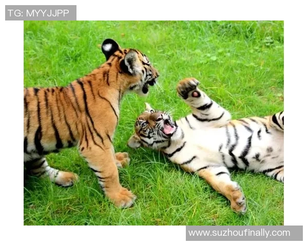 深圳与华南虎的传奇对决探索城市与自然的和谐共生之道